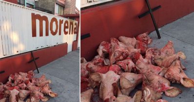 Cabezas de cerdo en sede de Morena