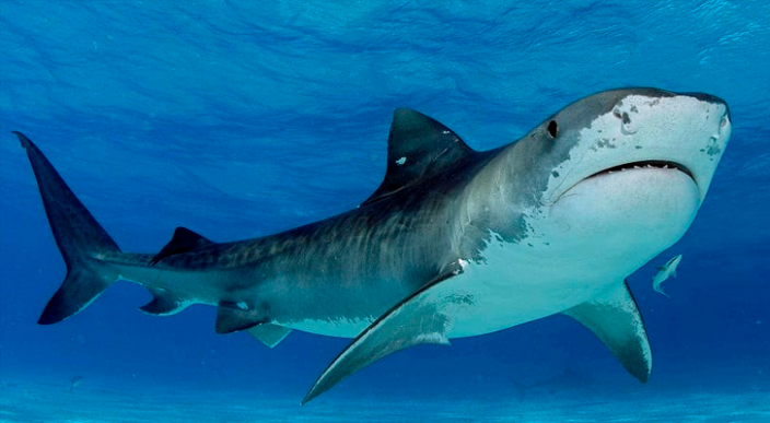 Dos mujeres murieron por ataques de tiburones en Egipto
