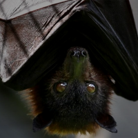 Confirman casos de rabia en niños que fueron mordidos por murciélago en Oaxaca