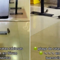 Usuario de TikTok graba dos ratas en restaurante de la CDMX y se vuelve viral