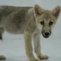 China da a conocer el primer lobo ártico clonado