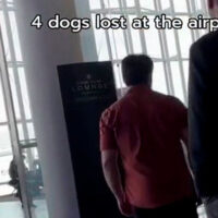 Encuentran a perros extraviados en aeropuerto luego de video viral de su dueño