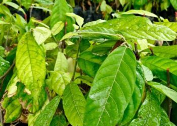 Michoacán tiene las condiciones idóneas para la producción de cacao: Sader