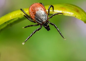 Descubren en China un nuevo virus transmitido por garrapatas