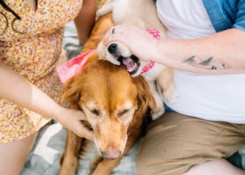 Propone Barragán iniciativa ¿Quién se queda con el perro?