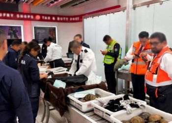 Profepa asegura 137 animales de vida silvestre en el AICM, incluidas especies protegidas