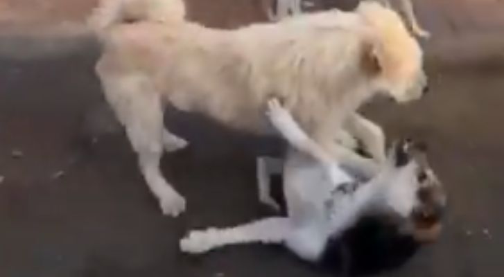 ‘King Charles’, el perro que impone orden con la mirada, se vuelve viral en redes sociales