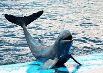 Senado prohíbe el uso de mamíferos marinos en espectáculos en México