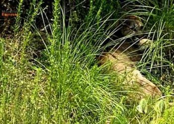 Reportan a un puma merodeando la colonia Joya de los Molinos, en Pátzcuaro