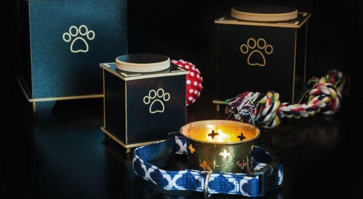 Investigan fraude en crematorio de mascotas en Chetumal; hallan decenas de cuerpos abandonados