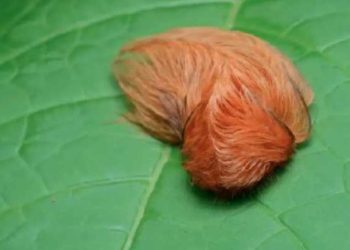 Alertan por la peligrosa “oruga peluche” en Guadalajara: su veneno no tiene antídoto