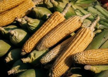 Michoacán publica mecánica operativa del apoyo complementario al precio del maíz: Sader