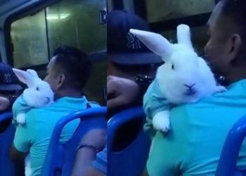 Hombre viaja en camión con su conejo vestido igual y se vuelve viral en redes