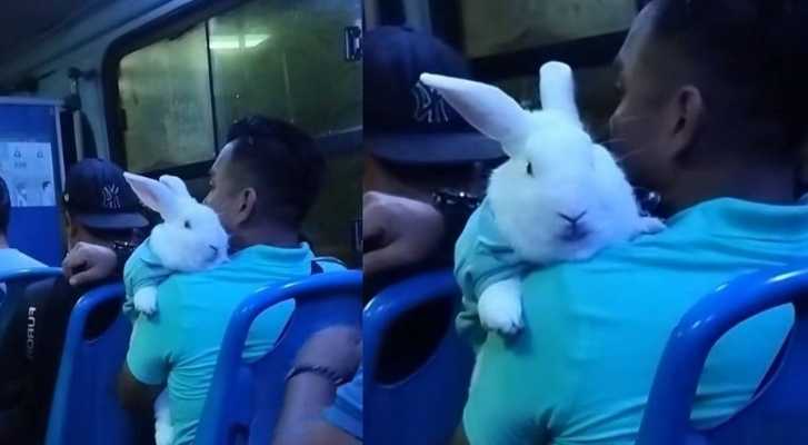 Hombre viaja en camión con su conejo vestido igual y se vuelve viral en redes