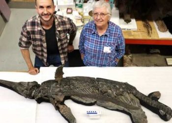 Descubren al “dragón espada”, un nuevo reptil marino prehistórico en Dorset