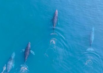 Regresan las ballenas jorobadas al Pacífico michoacano: Compesca