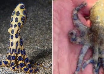 Turista británico manipula pulpo de anillos azules en Filipinas sin saber que era letal