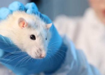 Científicos españoles logran eliminar tumores de páncreas en ratones y abren la puerta a nuevos tratamientos