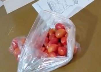 Denuncian presunta entrega de jitomate a cambio de afiliarse a Morena en Hidalgo