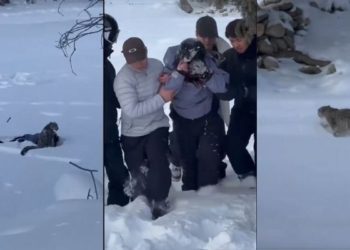 Esquiadora es atacada por un leopardo de las nieves al intentar tomarse una selfie