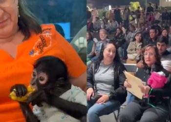 Regidora de Ocotlán pide licencia tras polémica por exhibir cría de mono araña