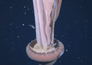 Captan en Argentina una rara medusa gigante de aguas profundas durante expedición científica