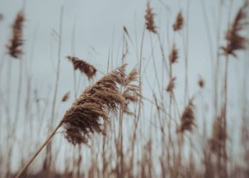 SMN prevé vientos fuertes en el norte y ambiente caluroso en gran parte del país