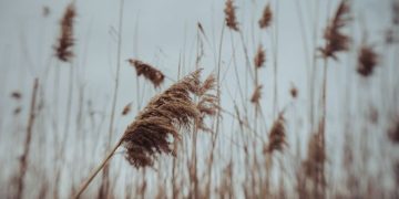 SMN prevé vientos fuertes en el norte y ambiente caluroso en gran parte del país