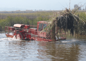 Inicia la rehabilitación estratégica del canal de Jarácuaro en el lago de Pátzcuaro